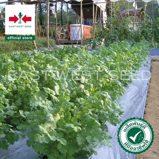 ศรแดง เมล็ดพันธุ์ผักชี สายสมร (East-West Seed) เมล็ดพันธุ์ เมล็ดพันธุ์ ผักสวนครัว ตราศรแดง