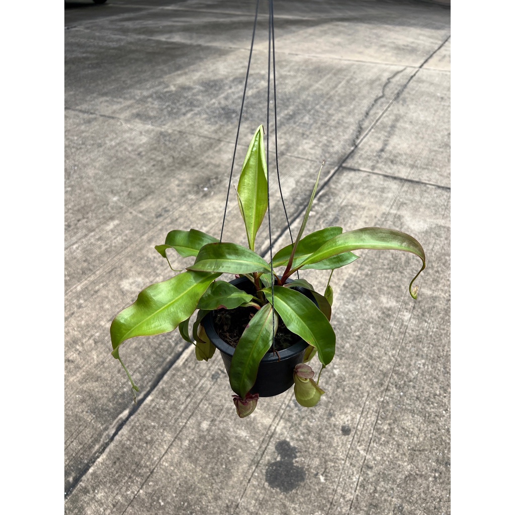 มุมมอง 3