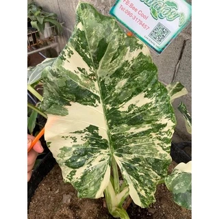 บอนกระดาด🔥 Hot🔥บอนกระดาษ ต้นบอนกระดาดด่าง Alocasia macrorrhizos (L.) G.Don