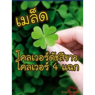 เมล็ด โคลเวอร์ดัชสีขาว (ตำนานโคลเวอร์ 4 แฉก) 50เมล็ดนำเข้าจา…
