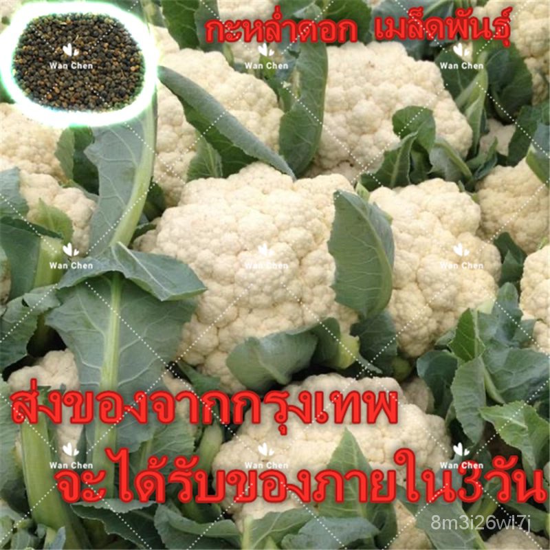 （เมล็ดพันธุ์ ถูก คละ）เมล็ดพันธุ์ กะหล่ำดอก Cauliflower Seeds 200เมล็ด Vegetable Seed บอนสีหายาก เมล็