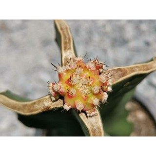 โมโมทาโร่ ไม้กราฟ 1 ต้น # Momotaro Gymno Cactus แคคตัส กระบองเพชร ไม้อวบน้ำ ไม้กราฟ ราคาถูก​ ยิมโนด่าง ไม้ด่าง ยิมโน ดี