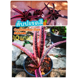 ต้นสับปะรดสี กิเลนแดง สับปะรดสีกิเลน ( Cryptanthus Elan )  ต้นไม้ ฟอกอากาศ สวน  จัดสวน แต่งบ้าน  แต่งสวน  จัดสวน สวนครัว