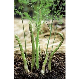 เมล็ดพันธุ์ หน่อไม้ฝรั่ง Asparagus 25-30เมล็ด