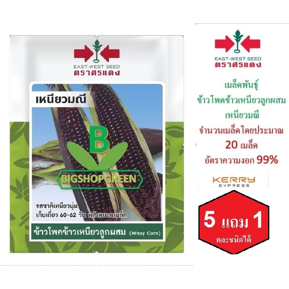 5 ฟรี 1 คละได้ เมล็ดพันธุ์ ข้าวโพดข้าวเหนียวลูกผสม เหนียวมณี ตราศรแดง เมล็ดผัก เมล็ดพันธุ์พืช เมล็ดพืช เมล็ดพันธุ์ผ