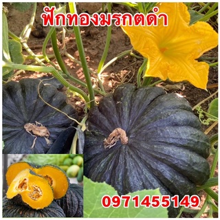 เมล็ดพันธ์ฟักทองมรกดดำ