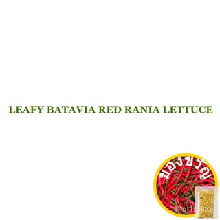 LEAFY BATAVIA RED RANIA LETTUCE 50 seeds (not live plants)เมล็ดเชีย เมล็ดกุหลาบ เมล็ดดอกไม้ เมล็ดดอกดาวเรือง เมล็ดต้นอ่อ