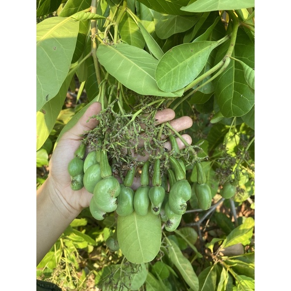 เมล็ดพันธุ์มะม่วงหิมพานต์ศรีสะเกษ60-1,60-2 (แพค 1 กิโล) จำนวน150-180 เมล็ด - รูปที่ 4