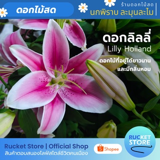 ดอกลิลลี่ สด สายพันธ์ฮอลแลนด์ | Fresh Holland Lilly Flower