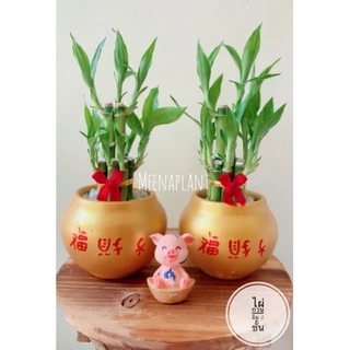 ไผ่กวนอิม 2 ชั้น ไม้มงคลเสริมดวง โชคลาภ สิริมงคล