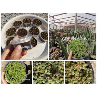 ยิมโนไม้เมล็ด​ เชื้อด่าง มิกซ์​ ยิมโนคละโคลน​ Mix​ Gymnocalycium​ PDM​ Pink​diamond​ คริสไร้หนาม​ ไร้หนาม​ ยิมโนด่าง​