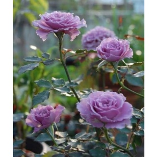 เมล็ดพันธุ์กุหลาบญี่ปุ่น ลาเวนเดอร์ คริสตัล (Lavender Crystal Japanese Rose Seed) บรรจุ 25 เมล็ด ของแท้ คุณภาพดี ราคาถูก