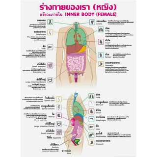 ร่างกายของเรา (หญิง) EQ-065 อวัยวะภายใน โปสเตอร์ภาพ กระดาษ หุ้มพลาสติก