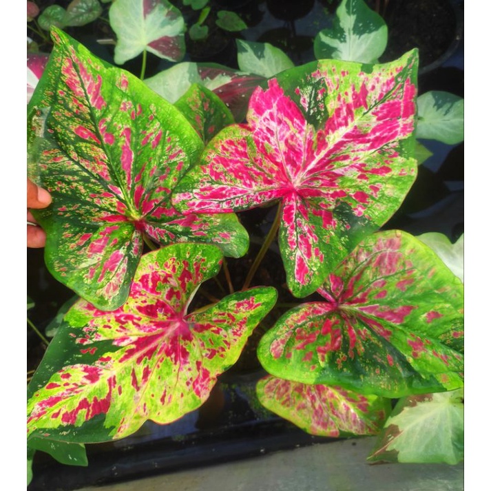 อสงไขยบอนสีเทพราคามิตรภาพ