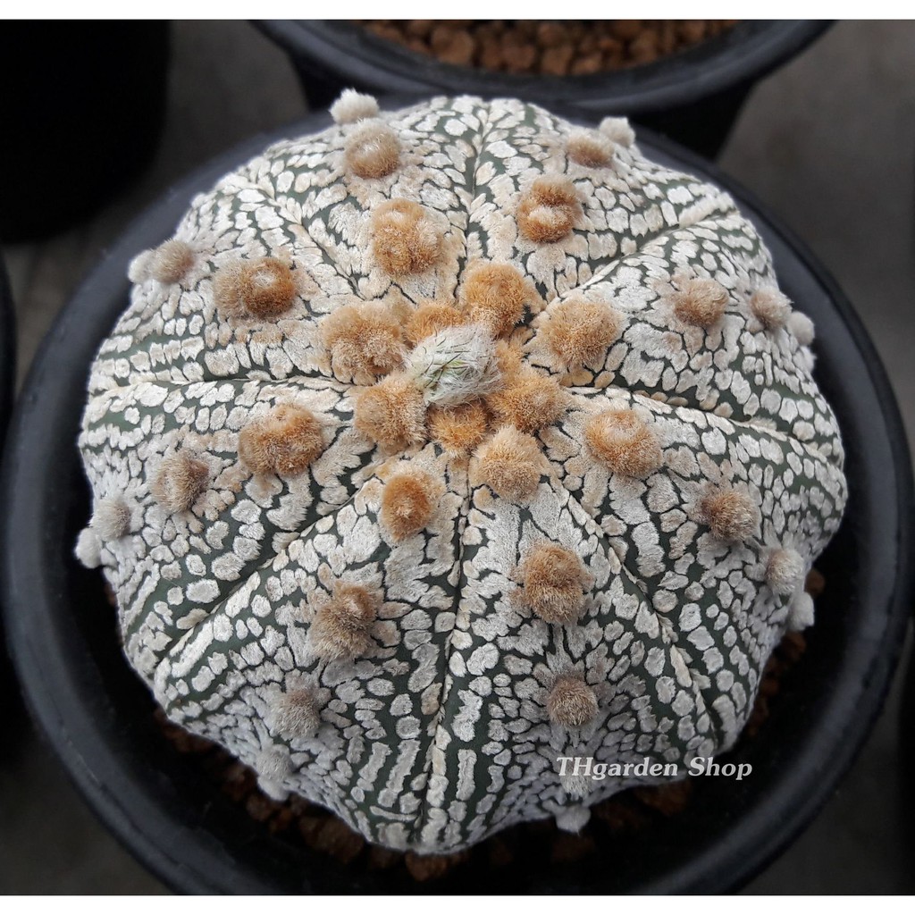 เมล็ดAstrophytum Super Kabuto