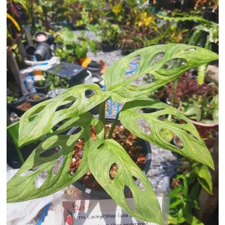 พลูฉลุอินโดด่าง เริ่มเลื้อย ตั้งแม่ กระถาง 5 นิ้ว ส่งทั้งกระถาง  (Monstera Adansonii Indonesia Variegated )