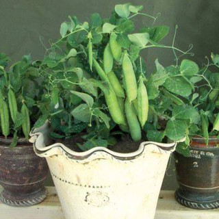 เมล็ดพันธุ์ ถั่วลันเตาแคระ  5 เมล็ด 50 บาท 10 เมล็ด 90 บาท  Tom Thumb Dwarf Pea Seed