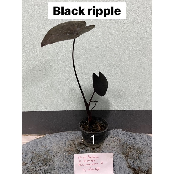 Colocasia Black ripple : ต้นที่ส่ง ต้นนี้เลยนะคะ
