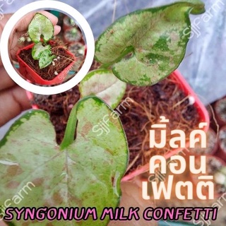 1 กระถาง ต้นเงินไหลมาไซโกเนียมมิ้วคอนเฟตติ Syngonium milk confetti ขนาดกระถาง 2.5นิ้ว จัดส่งแบบยกกระถาง คละต้นส่ง