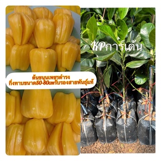 ต้นขนุนเพชรดำรง กิ่งทาบขนาด50-80cmรับรองสายพันธ์ุแท้