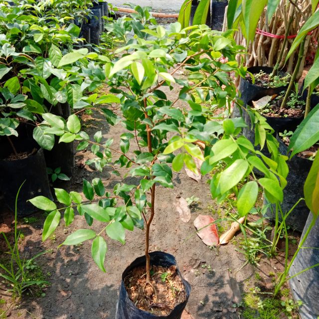 ต้นองุ่นบลาซิล(ขนาด50-60ซม.) ผลมีรสหวาน ติดผลดก