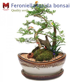 มะสังบอนไซ Feroniella lucida bonsai ไม้แคระประดับ (20เมล็ด)