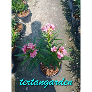 ยี่โถ ต้นไม้ดอก ดอกออกทั้งปี มีหลายสี กระถาง 11นิ้ว