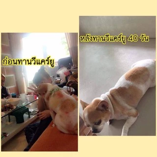 อาหารสุนัขวีแคร์ยู ขนาดกระสอบ 12 กิโล