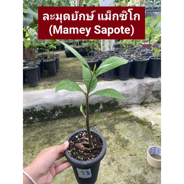 ส่งฟรี!! ต้นละมุดยักษ์ แม็กซิโก Mamey Sapote ละมุดยักษ์ เพาะเมล็ด ของแท้ 100% ละมุด นำเข้าจากแม็กซิโก ต้นละมุด