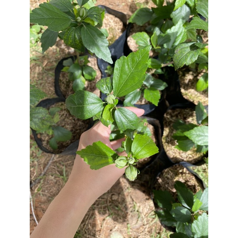 ต้นชบาคาเนชั่น สีม่วง แดง เลี้ยงง่ายโตไวออกดอก ตลอดทั้งปี 🌱 - รูปที่ 3