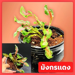 มังกรแดงมังกรที่น่าสะสม บอนสี รูปร่างน่ารักน่าสะสม🪴🚚จัดส่งทั่งกระถาง