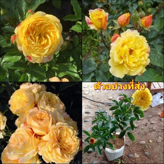 (1ต้น) ดอก ต้น กุหลาบ แลมเปียน กุหลาบแลมเปียน  Lampion Rose แรมเปียน buncha