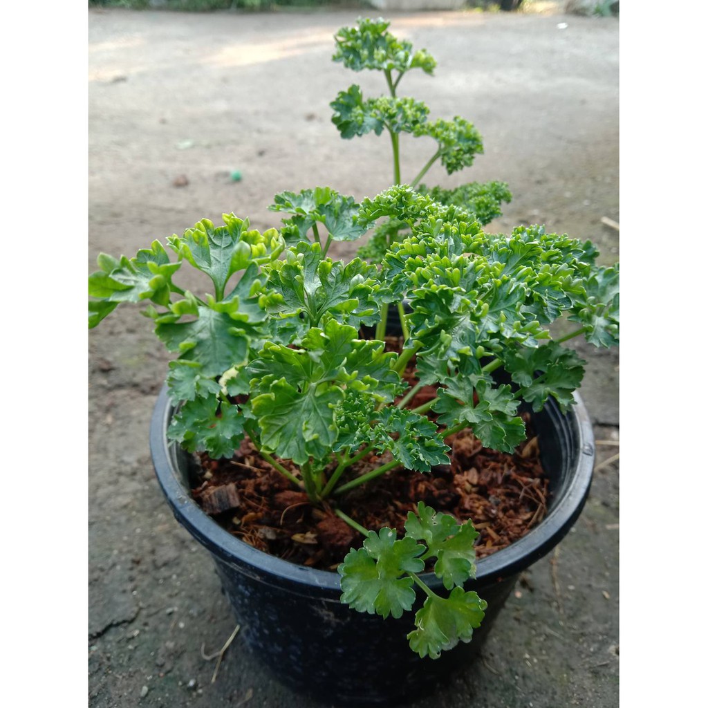 ต้นพาร์สลี่ย์ พาร์สลี่ย์  Parsley (ใบหยิก)กระถ่าง 6 นิ้ว
