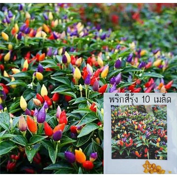 พริกสีรุ้ง🎯ถูกที่สุด 10 บ.🎯เมล็ดพันธุ์พริกสีรุ้ง 10 เมล็ด🎈พริก 7 สี🌱โตไว☘️พุ่มใหญ่🌱ปลูกประดับสวยมาก