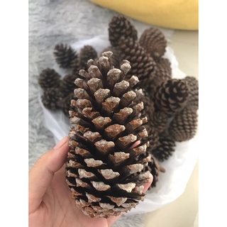 พร๊อบถ่ายรูป แต่งสถานที่ ลับฟันสัตว์ ลูกสนใหญ่ ของแต่งห้อง pine cones ลูกสนแห้ง