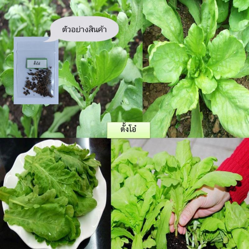 เมล็ดตั้งโอ๋ 100 เมล็ด   ซื้อ 10 แถม 2 คละได้   เลือกของแถมได้ คิดถึงเมล็ดผัก คิดถึง skinsun ราคา ถูกที่สุด ดีลบีเคเค แกลเลอรีภาพที่ 2