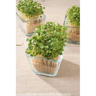 เมล็ดไมโครกรีน Arugula Microgreen บรรจุ 200 เมล็ด