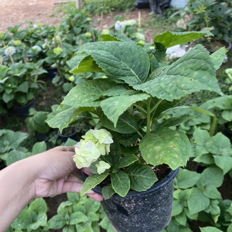 ต้นไฮเดรนเยีย พันธุ์เบา🌸 (ติดดอก) ขนาดถุง Hydrangea ม่วง/ฟ้า/ชมพู รูปที่ 4