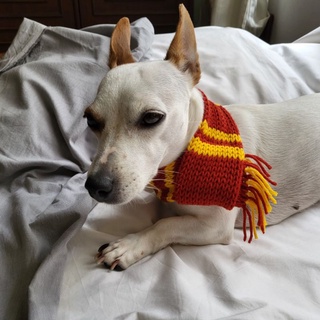 Harry Potter ผ้าพันคอสุนัข ผ้าพันคอหมา ผ้าพันคอแมว dog scarf cat scarf สั่งสีได้