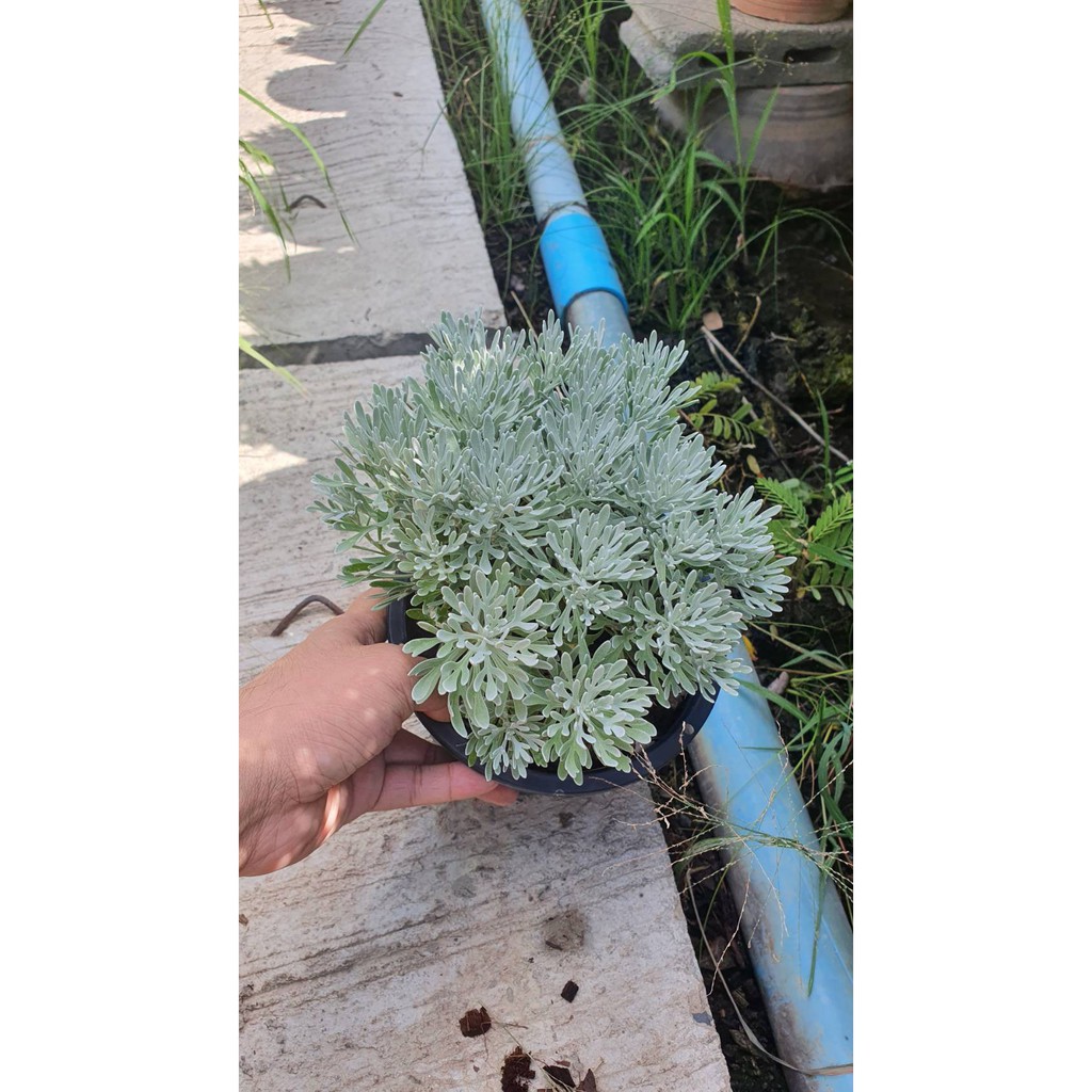 มุมมอง 2