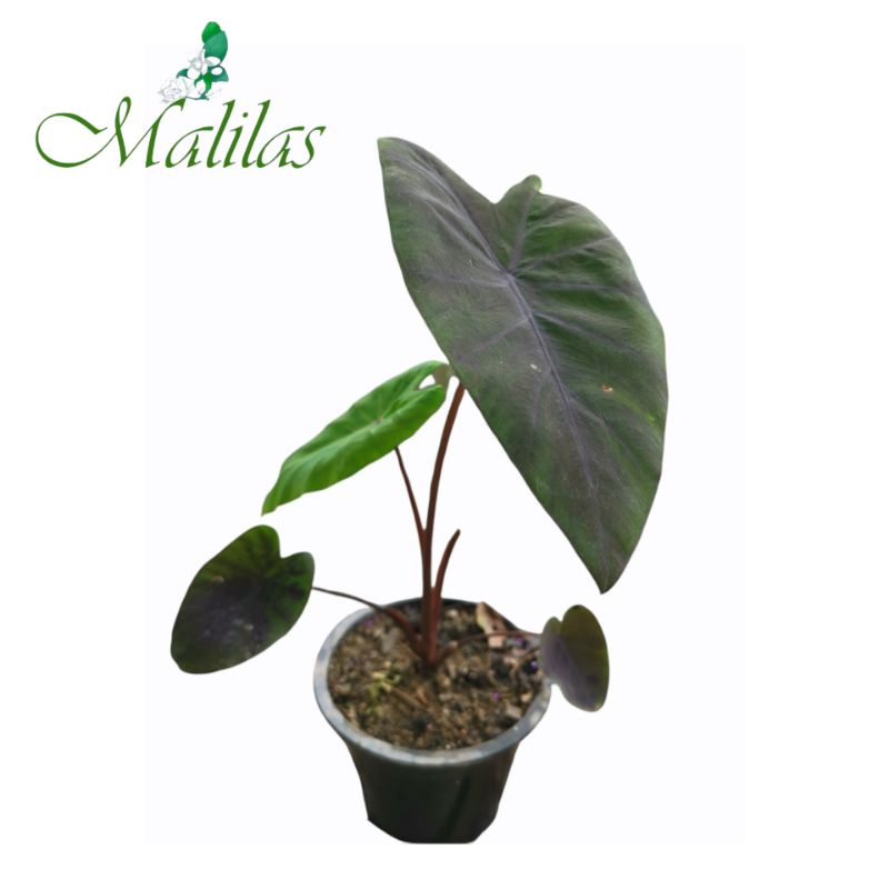 พร้อมส่ง บอนดำ Colocasia Black​ Magic.