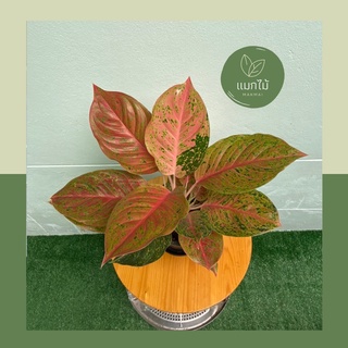 🌿 หลักทรัพย์แดง ❥🌿 ไม้มงคลในตระกูล “อโกลนีมา (Aglaonema)” กระถางขนาด 7.5 นิ้ว