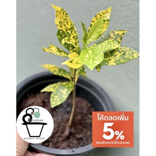 โกสนใบส้มCodiaeum variegatum