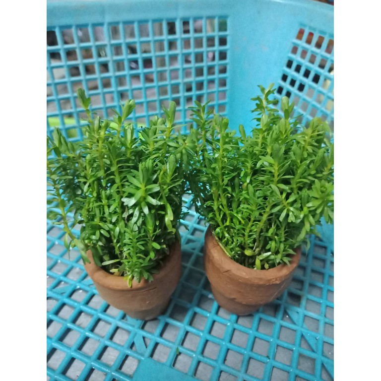 วารินชี่เขียว ต้นไม้ใช้ประดับตู้ปลา