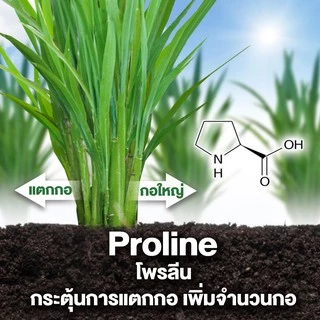 อะมิโนพืช สูตรสำหรับพืชทุกชนิด 1 ลิตร ใหม่มีอะมิโน 20ชนิด สกัดจากปลาทะเลน้ำลึก บำรุงต้นใบ ความเขียว