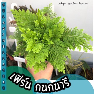 ❗️ต้นใหญ่ ใบใหญ่🌿💚เฟิร์น กนกนารี 🐥 Selaginellaceae ไม้ในร่ม ไม้เลื้อยสีเขียวสวย ส่งในกระถาง 3 นิ้ว พุ่มใหญ่สวยตรงปก ‼️🌿