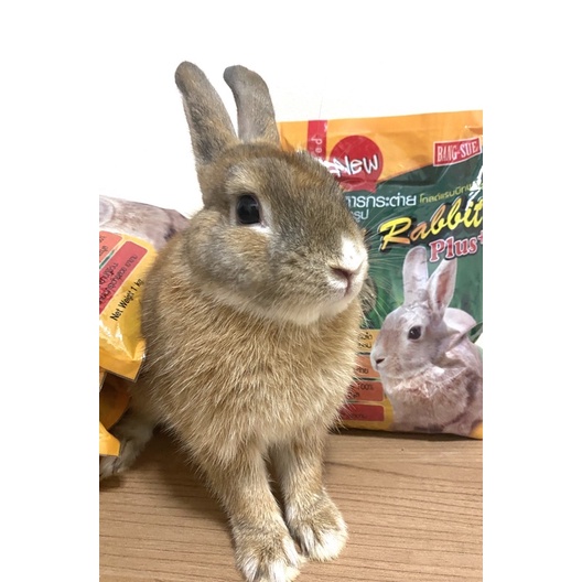 อาหารกระต่าย gold rabbit 1kg.