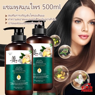 แชมพูแก้ผมร่วง แชมพูขิง 500ml แชมพูสมุนไพร ขจัดรังแค แชมพูสระผม บำรุงผมแห้งเสีย แชมพูเร่งผมยาว ลดผมร่วง ทำให้ผมหนาขึ้น