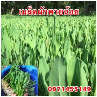 เมล็ดพันธ์ผักพายน้อย