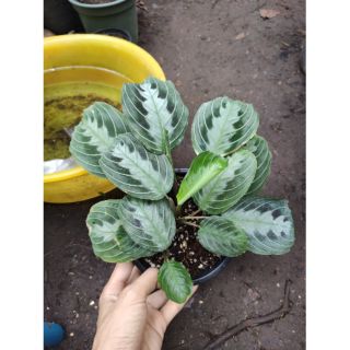 คล้ามาลันต้าแบล็ค (Black maranta)  Black Prayer Plant
Maranta leuconeura var. leuconeura กระถาง5 นิ้ว